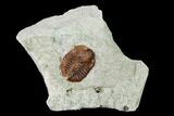 Ordovician Trilobite (Ampyxina) Fossil - Missouri #137249-1